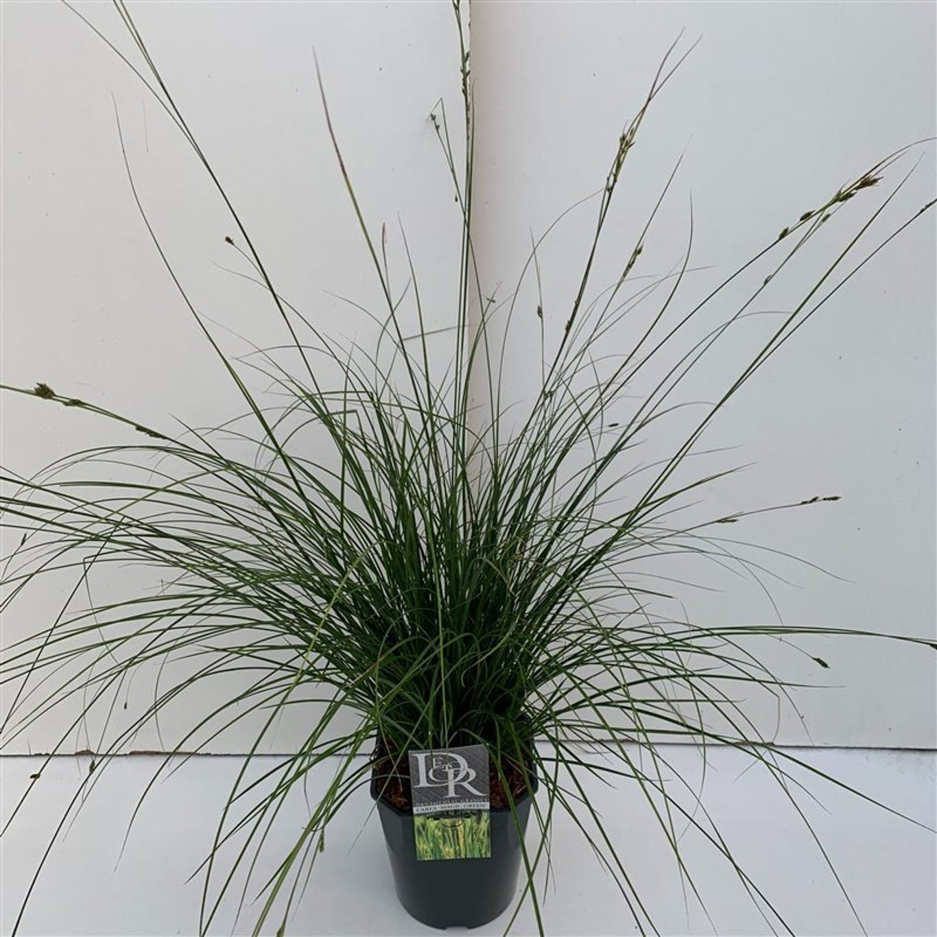 Carex oshim. 'Magic Green' - C5